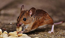 24 Hour & Emergency Exterminators in Keeseville, NY